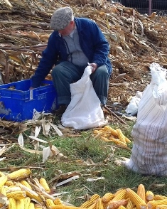 Harvesting maize the traditional way