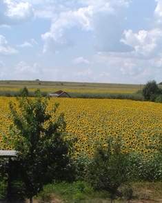 Field of sunfowers