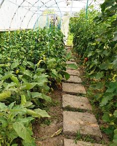 Polytunnel at Casa Neemia