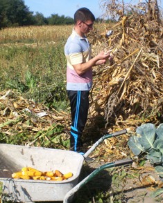 Stripping maize cobs