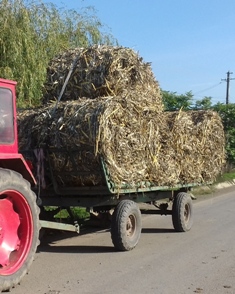 Harvest home