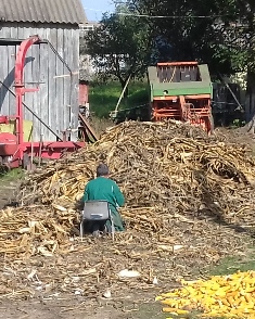 A mountain of maize