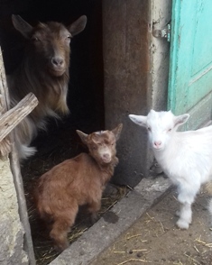 Real kids goats