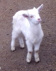 Real kids goats