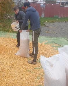 Maize for milling Bagging maize