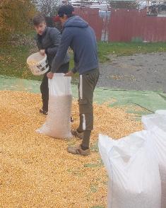 Bagging maize