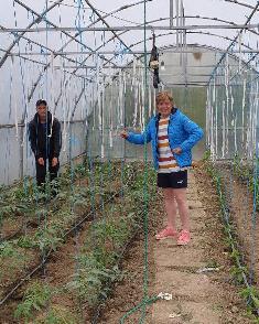 Training the tomato vines Tomato strings