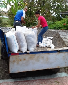 Bringing in the crop Sunflower seeds in trailer