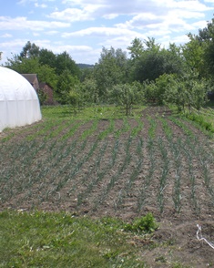 Outdoor vegetables