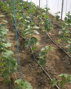 Polytunnel irrigation