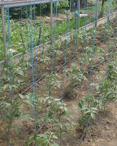 Polytunnel ventilation