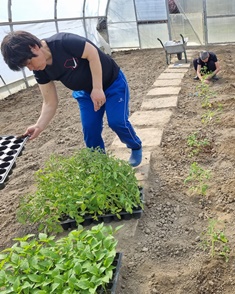Seedlings Seedlings