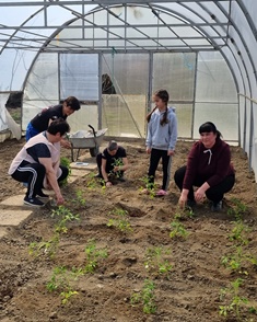 Planting out