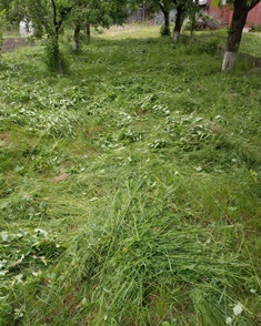 How green is the orchard How green is the orchard
