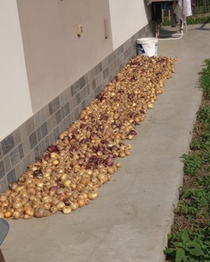 Onions Onions