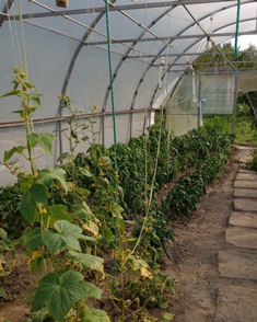 Peppers Peppers