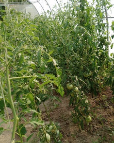 Tomatoes Tomatoes