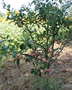 Fruit at the warehouse