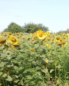 Optimistic sunflowers Optimistic sunflowers