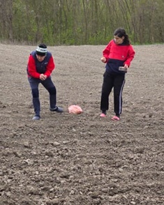 planting potatoes