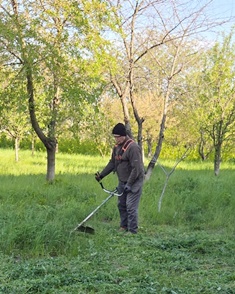 trimming the orchard