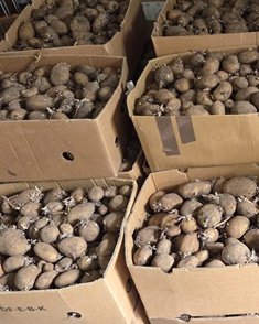 A ton of potatoes