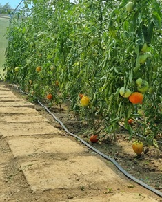 Crops in the greenhouse